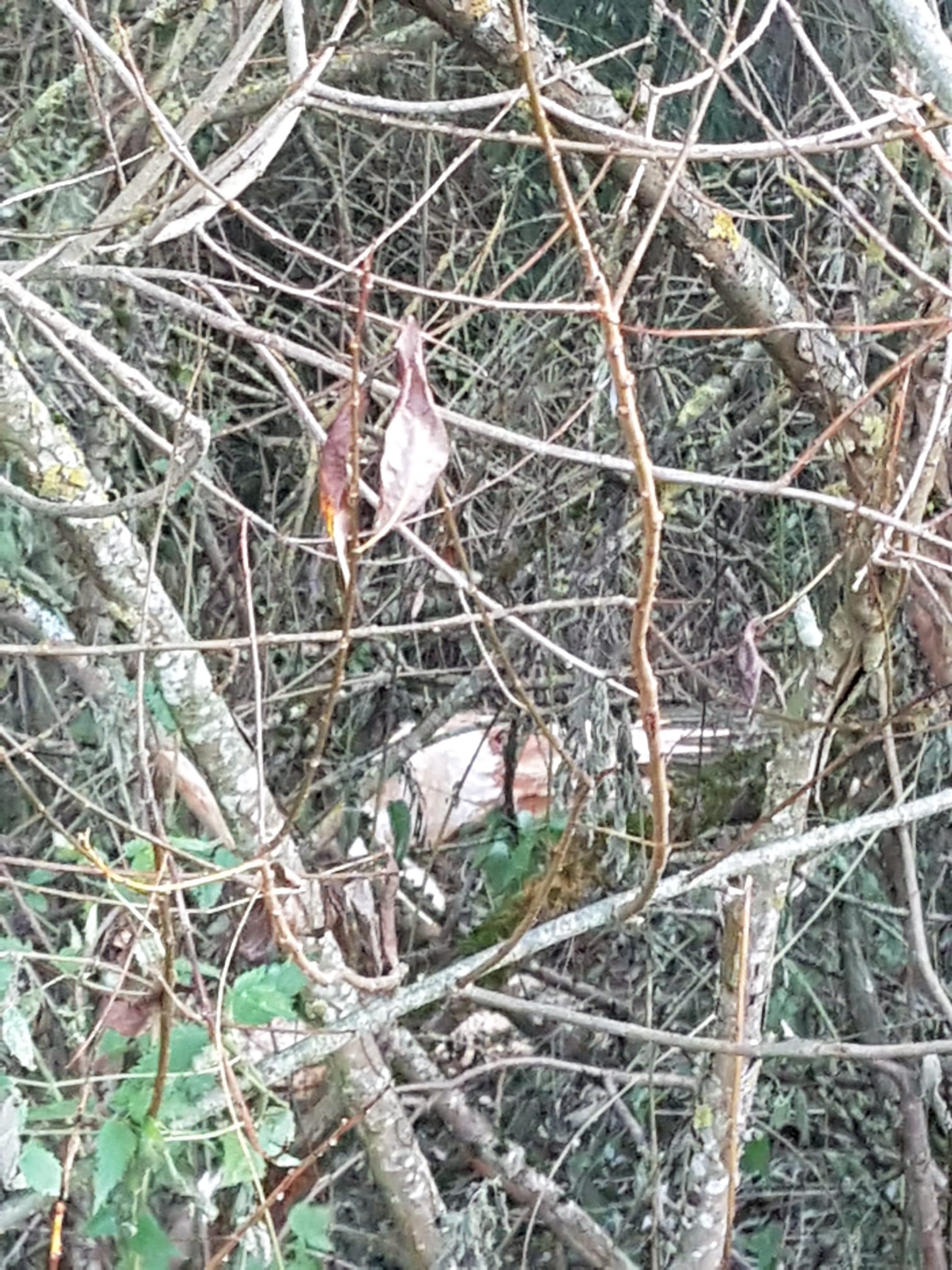 Galeriebild: WhatsApp Image 2022 06 05 at 16.58.32 (2)